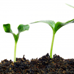 Plants growing